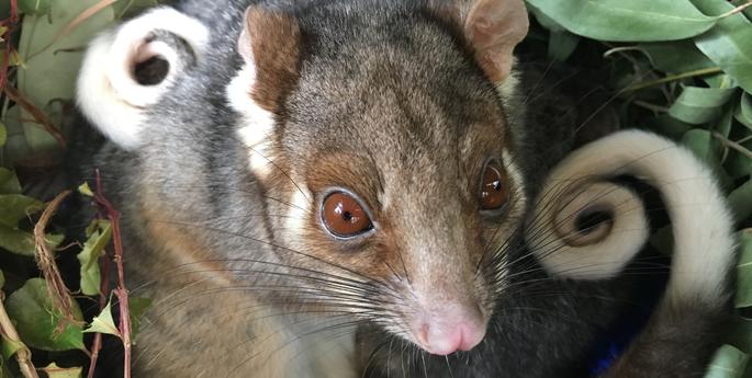 Give Ring-Tails a "brake"!