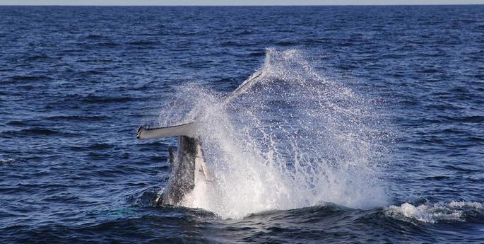 Keepers have a whale of a time