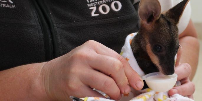 Orphaned wallaby joey gets a helping hand