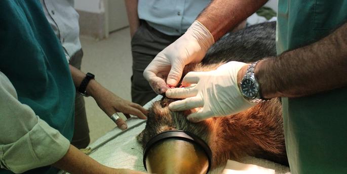 Wombat in care after being mauled by a dog