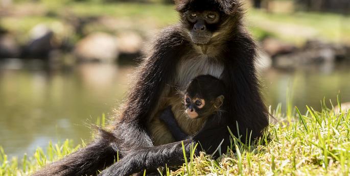 Growing up is monkey business