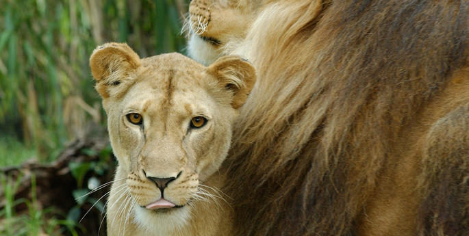 Lion family prepares for move