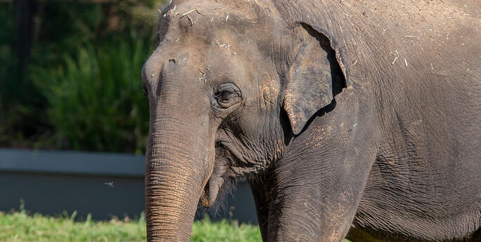 Dubbo Zoo Ele-brates Jumbo News
