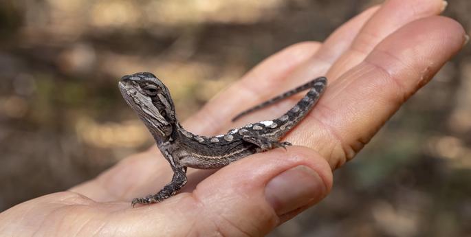 Baby Bearded Dragons released