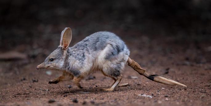 Taronga to be breeding hub for Bilbies