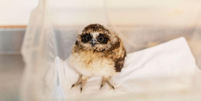 Wildlife rescue tips