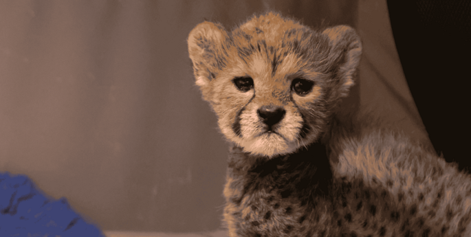 Dubbo Zoo welcomes Cheetah cub