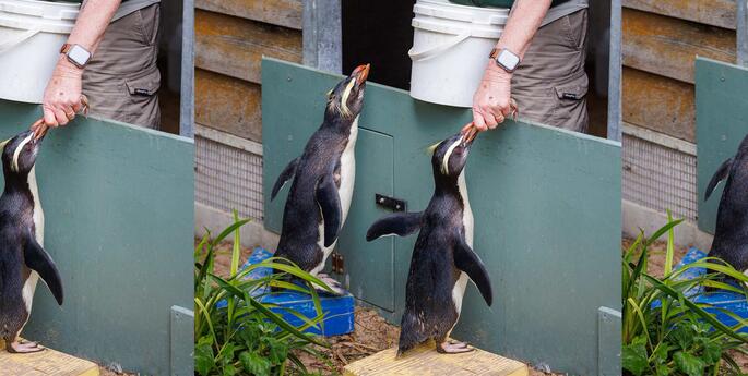 Flippin’ good news!