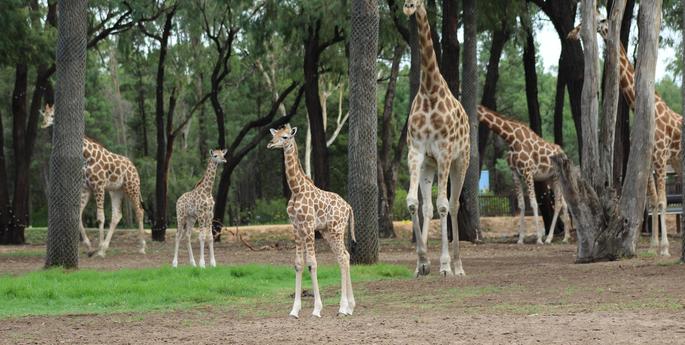Seeing double! Two Giraffe calves born in Dubbo