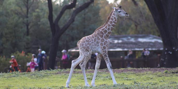 Meet our newest arrival in Dubbo