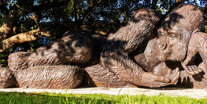 King Nyani Arrives at Taronga Zoo