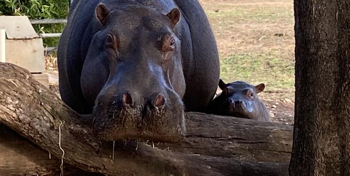 Going from strength to strength