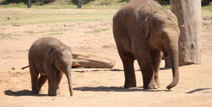 Big growth for our smallest Elephant