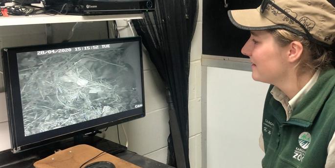 Five Otter pups born at Dubbo