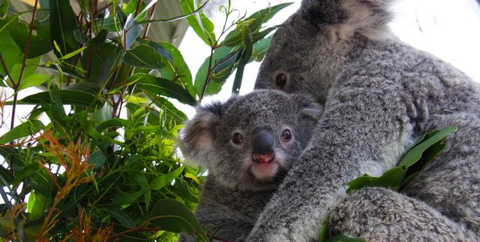 Double the fun as two Koala joeys emerge at Taronga