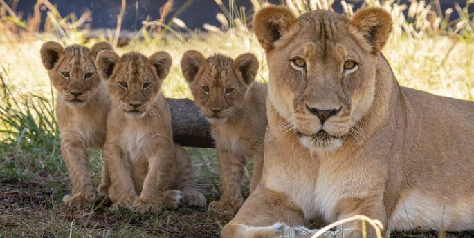 Lion Cubs Debut at Dubbo Zoo