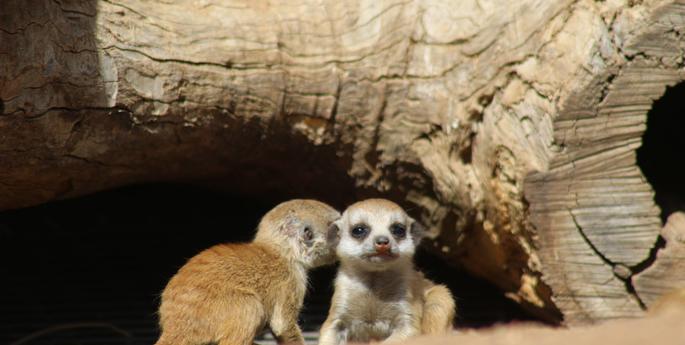 Meerkat pup trio born at Dubbo Zoo