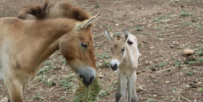Zoo welcomed two Christmas babies