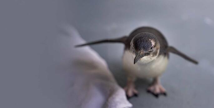 A Green Sea Turtle and Little Penguin's Journey to Recovery