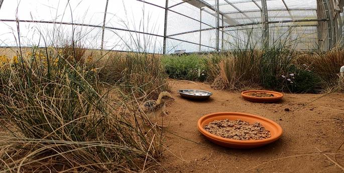 Rare birds flourish at Dubbo