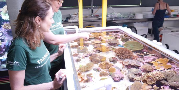 Scientists playing key role in protecting reef