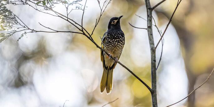 Release of zoo-bred birds boosts critically endangered Regent Honeyeater numbers