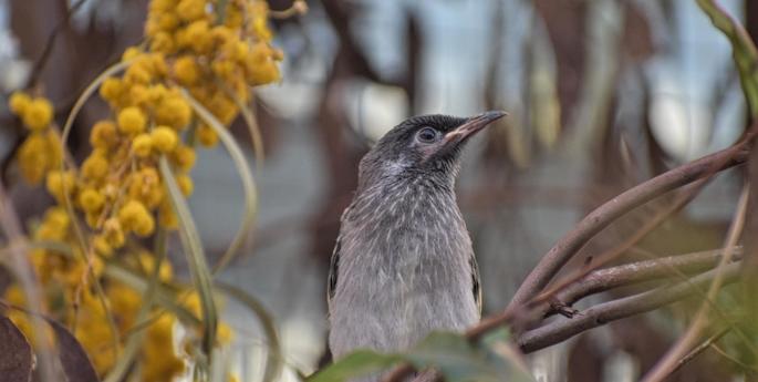 Breeding success soars for Regent Honeyeater