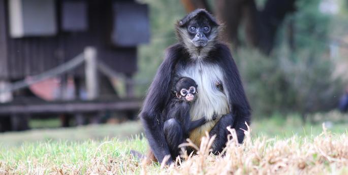 More breeding success