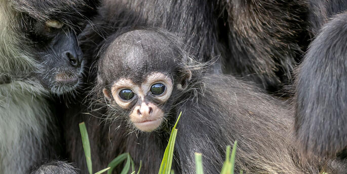 Spider Monkey troop welcomes trio of babies