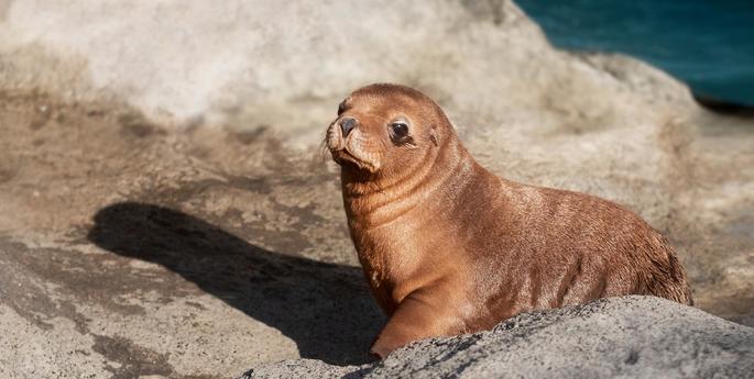 The newest addition to our marine mammal family