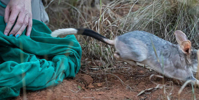 Bilbies abound at Dubbo Zoo