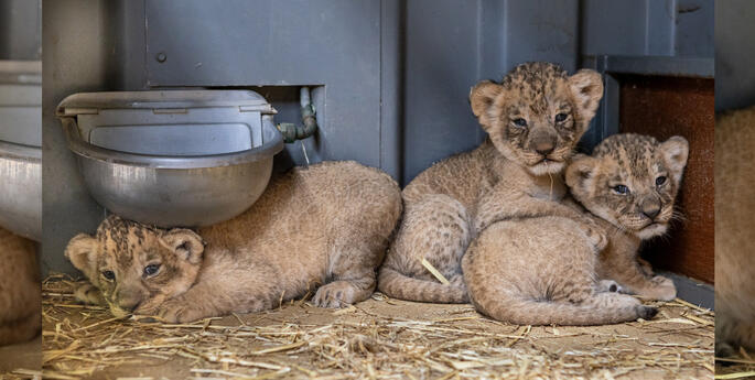 Lion cubs thriving at Dubbo Zoo