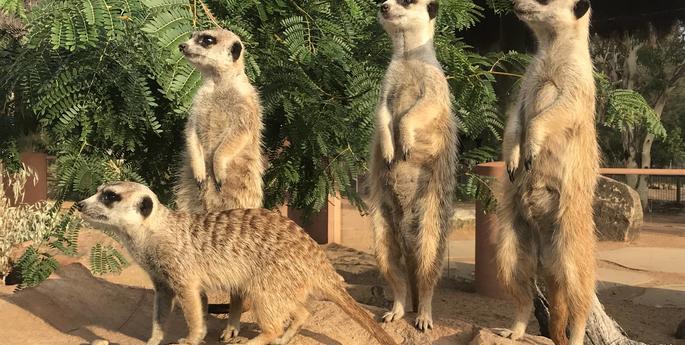 World Meerkat Day