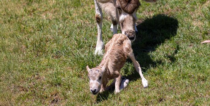 Addax babies born at Taronga Western Plains Zoo