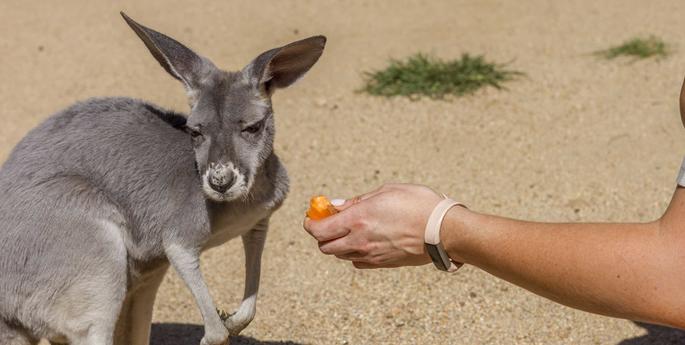 Motorists can save Australian wildlife on the road